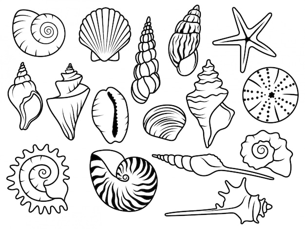 Set of seashells. Сollection of silhouette seashells with pearls. Vector illustration