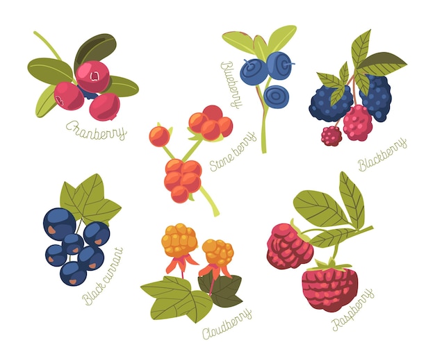 Set of Seasonal Summer Garden and Wild Berries Cranberry, Stone Berry, Blueberry and Blackberry, Raspberry or Cloudberry