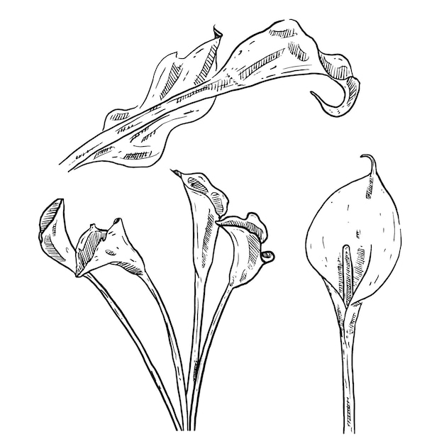 Set of sketch and hand drawn element flower calla lily collection set