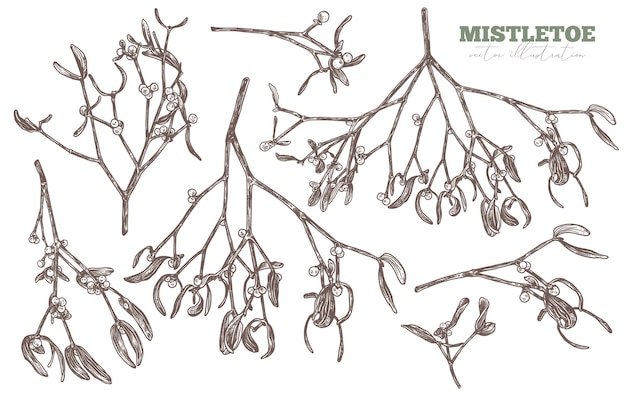  set of sketch hand drawn mistletoe. Sketch floral illustration of christmas decoration