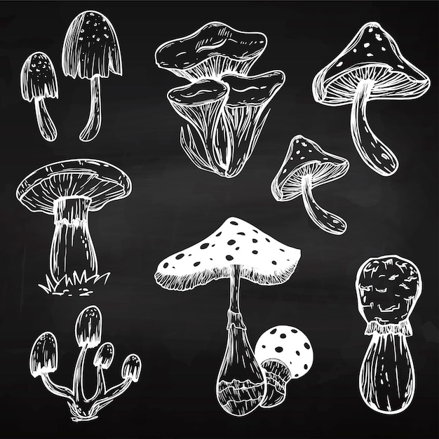 Set of sketch mushrooms Line Fly agaric Poison mushrooms Chalk drawing For your design