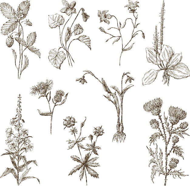 Set of sketches different wildflowers