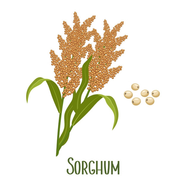 Set of sorghum grains and spikelets Sorghum plant sorghum grains Agriculture design elements