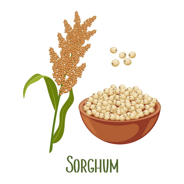 Set of sorghum grains and spikelets Sorghum plant sorghum grains in a plate Agriculture