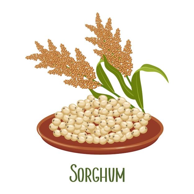 Set of sorghum grains and spikelets Sorghum plant sorghum grains in a plate Agriculture