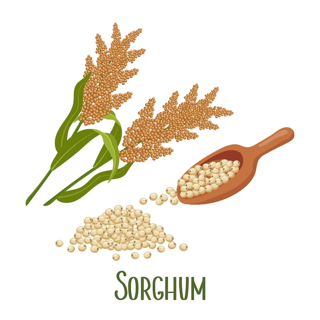 Set of sorghum grains and spikelets Sorghum plant sorghum grains in a wooden paddle Agriculture