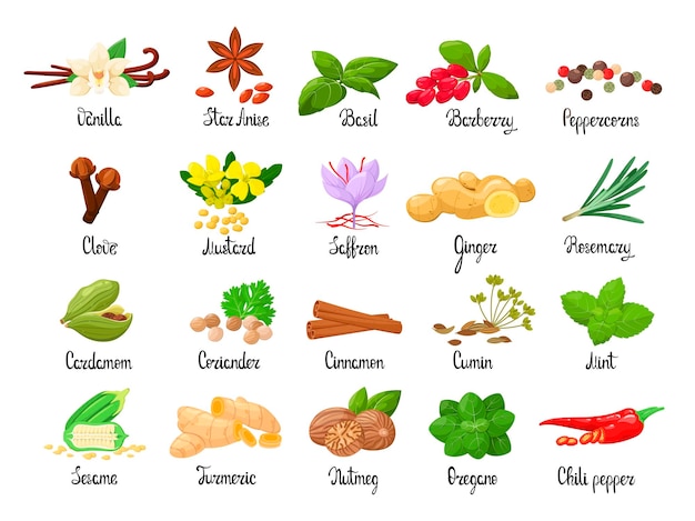 A set of spices on a white background Vector illustration