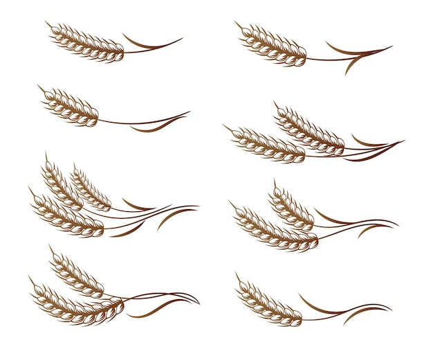 Set of spikelets of wheat, rye, barley. Golden ears on a white background. Decor elements, logos