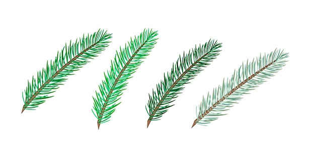 Set of spruce branches1