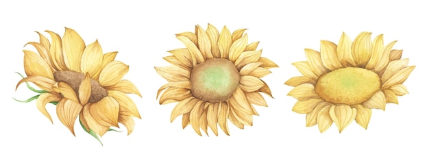 Set of Sunflower Watercolor floral illustration