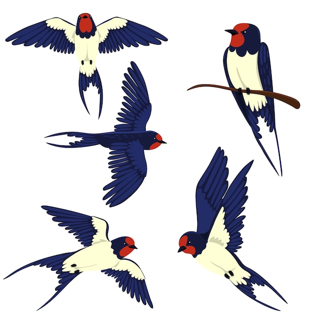 Set of swallows isolated on a white background.