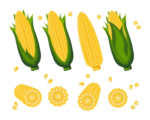 Set of sweet corn corn on the cob and corn grains on a white background Agriculture icons vector