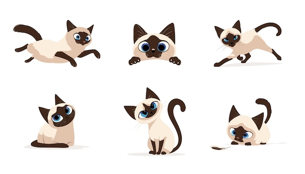 Set of Thai kittens vector illustration