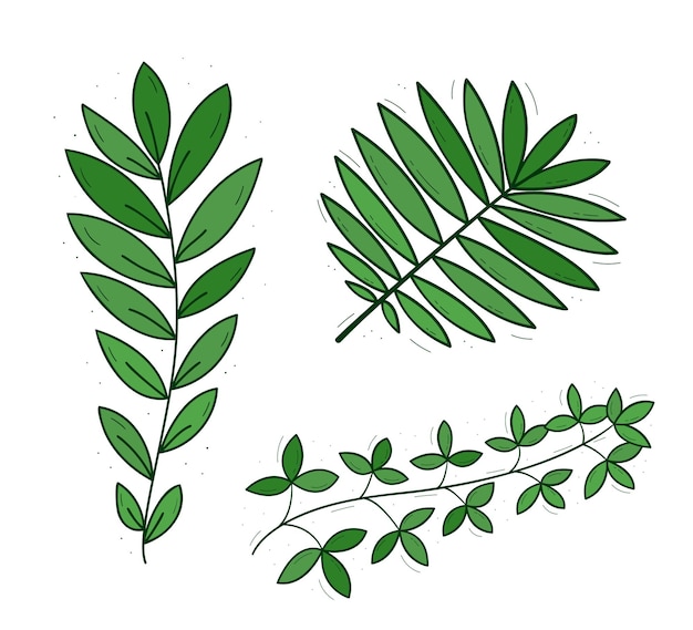 A set of three branches of different plants with narrow sharp leaves Colored isolated doodle objects on a white