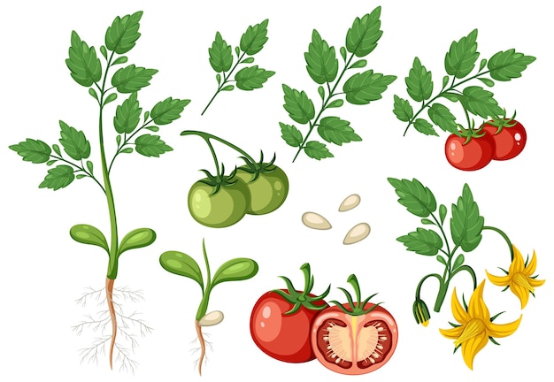 Set of of tomato plant and fruit element isolated