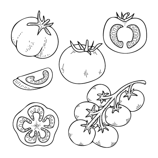 Set of tomatoes line art Harvest of vegetables Ripe garden food hand drawn sketch illustration