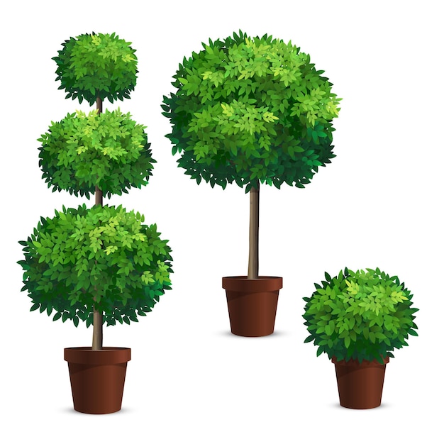 Set of topiary trees in a pots Plants for garden design