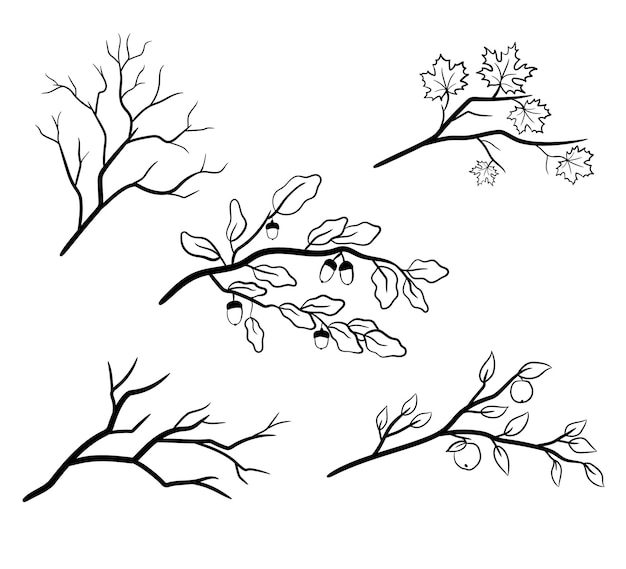 Set of tree branches with maple, oak leaves.