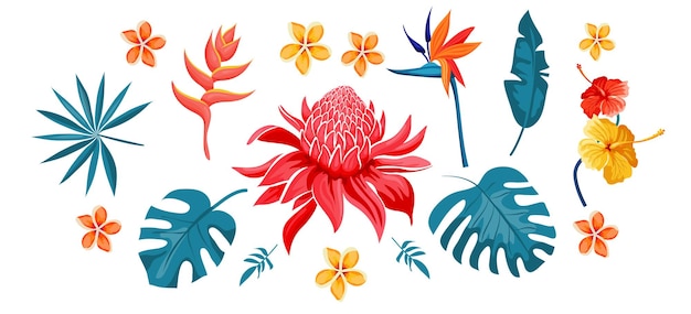 Set of tropical flowers and leaves, exotic collection. Hibiscus, plumeria, bird of paradise