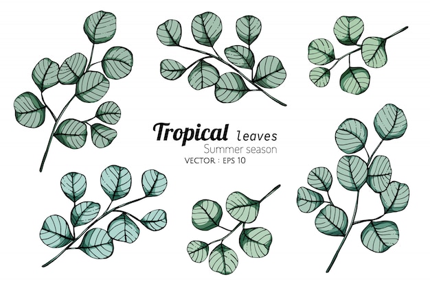 Set of Tropical leaf drawing illustration