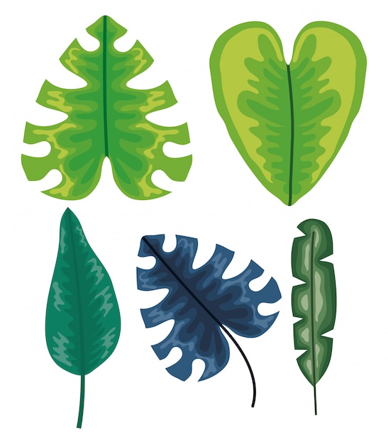 Set of tropical leafs plants