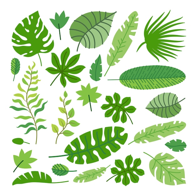 Set of tropical leaves. cartoon rainforest leaves isolated