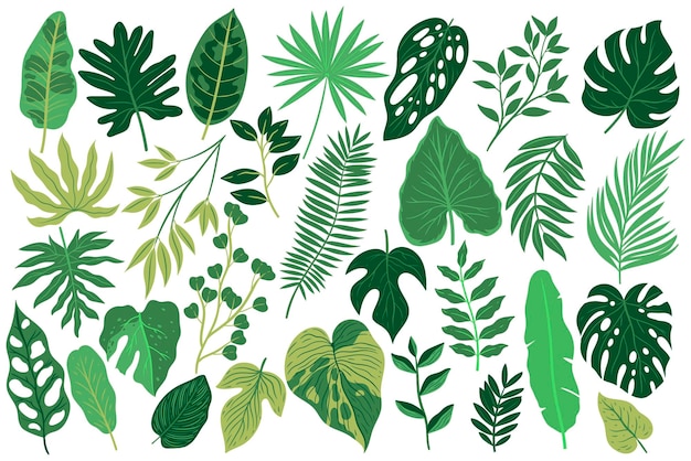 Set of tropical leaves isolated on white background Vector graphics