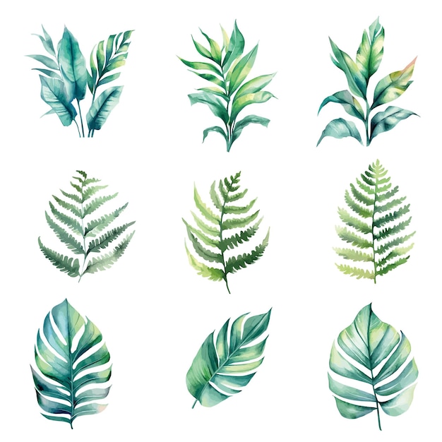 A set of tropical leaves on a white background.