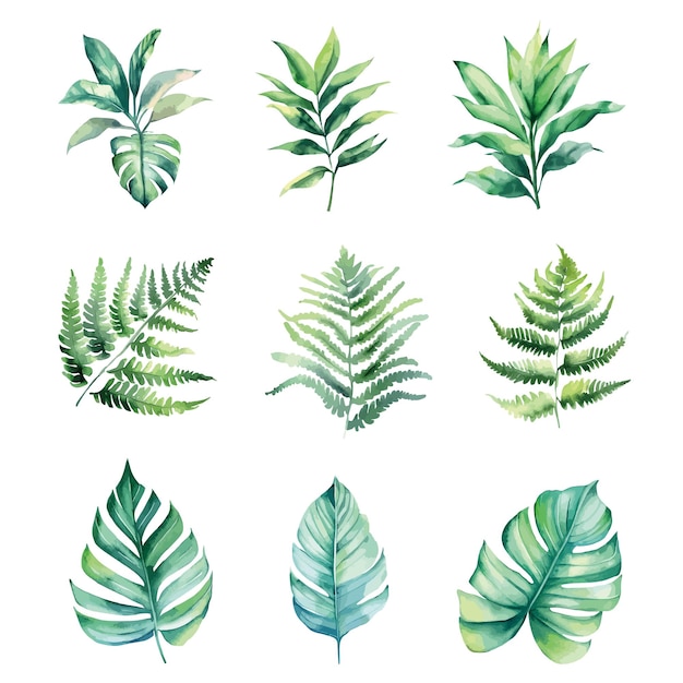 A set of tropical leaves with a green background.