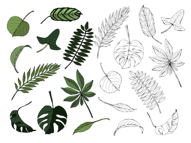  Set of tropical leaves