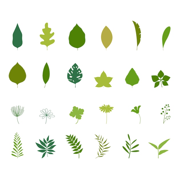 Set of tropical leaves.