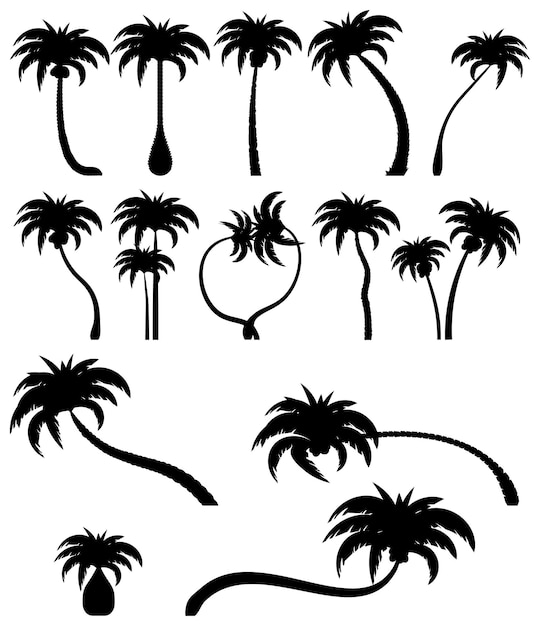 Set tropical palm trees with leaves mature and young plants Black silhouettes isolated