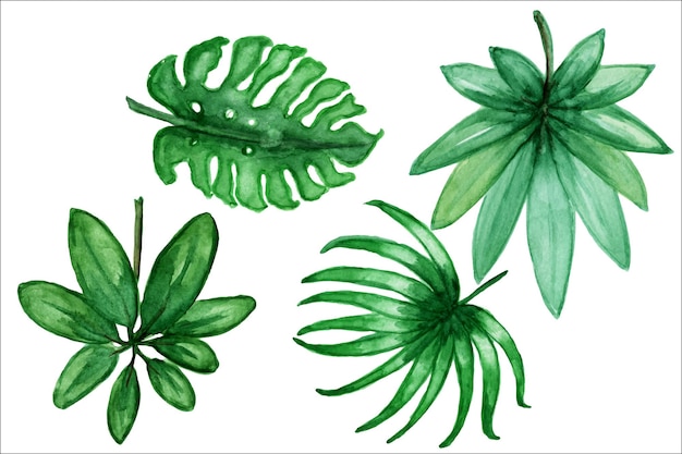 Set of tropical watercolor leaves,green foliage tropics palm tree.