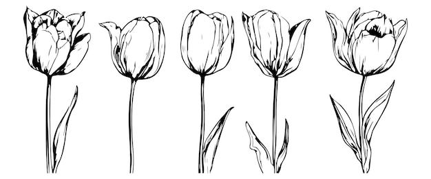 Set of tulip birth month flowers in march botanical line art vector illustration hand drawn vector