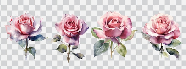 A set of two pink roses on a transparent background.