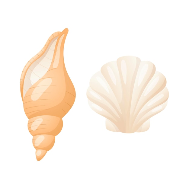 Set of two realistic seashells.