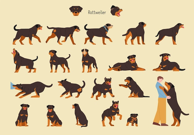 A set of various actions and poses of Rottweilers flat vector illustration