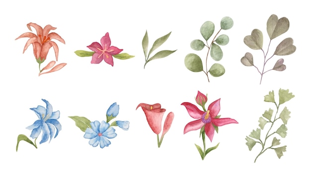 Set of various flowers and leaves collection