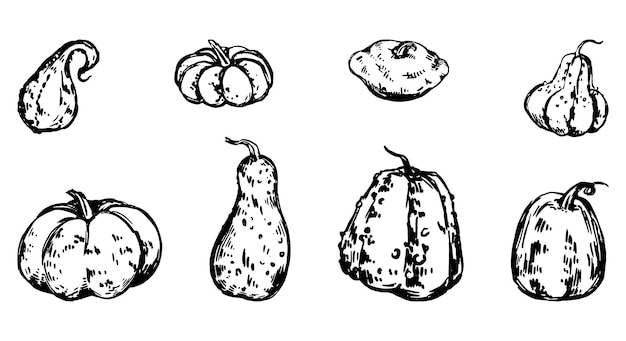 Set of various pumpkin squash vegetable marrow Vector illustrations of autumn season harvest Sketches cliparts collection isolated on white