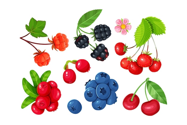 Set of various stylized ripe berries