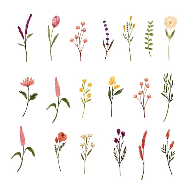 set of  various wild flower watercolor drawing