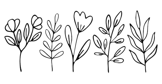 Set of vector branches herbs in Doodle stylehanddrawn illustration for packaging design