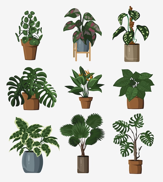 Set of vector detailed house or office plant for interior design and decoration.Tropical and Mediterranean plant for interior decor of home or office.