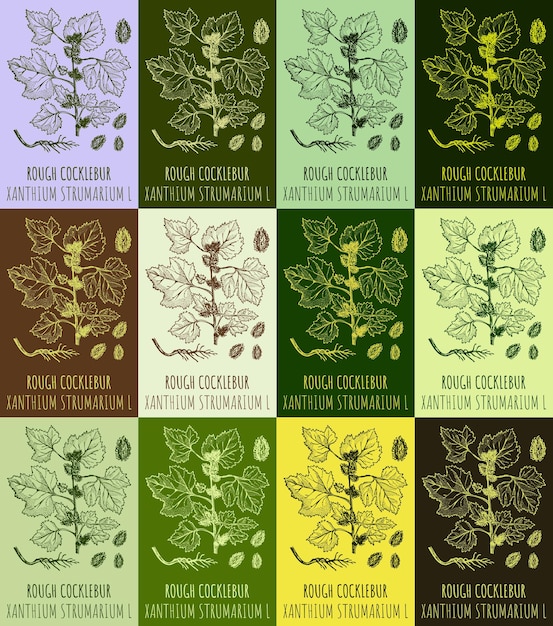 Vector set of vector drawing of rough cocklebur in various colors latin name xanthium strumarium l