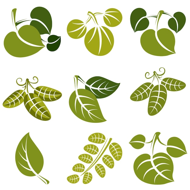 Set of vector green spring leaves with tendrils. Ecology theme design elements, gardening symbol. Natural icons set.