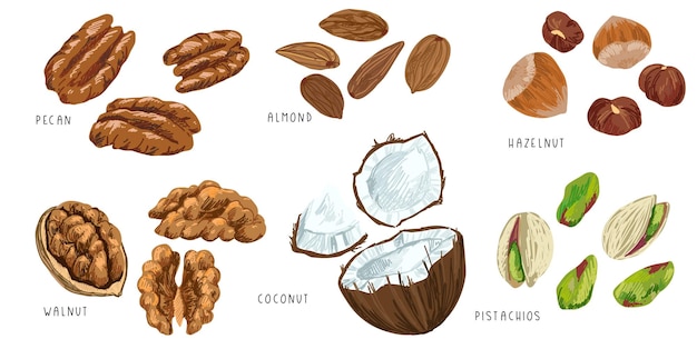 Set of vector nuts pecan hazelnut almond walnut