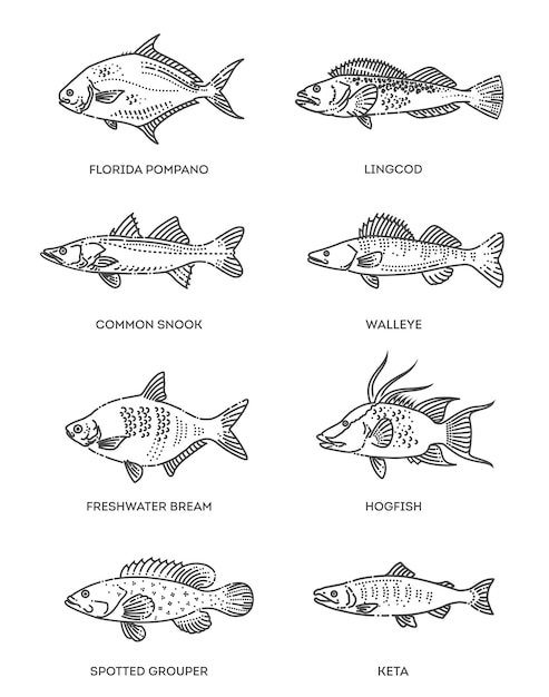 Set of vector outline fish icons Vector flat collection