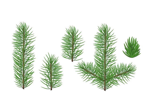 A set of vector spruce branches Spruce pine branches Christmas decorations