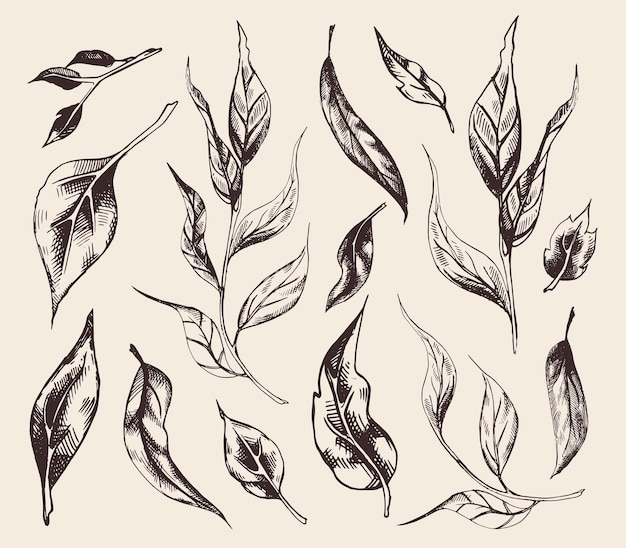 Set of vector  vintage hand drawn plant leaves.