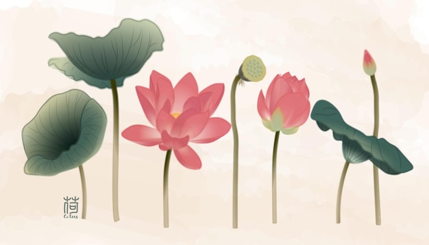 A set of vectormade inkstyle lotus flowers including flowers buds lotus pods and lotus leaves